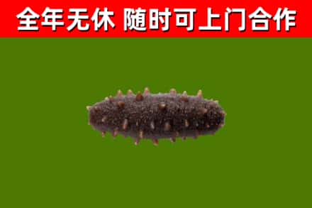 奉贤区回收海参干